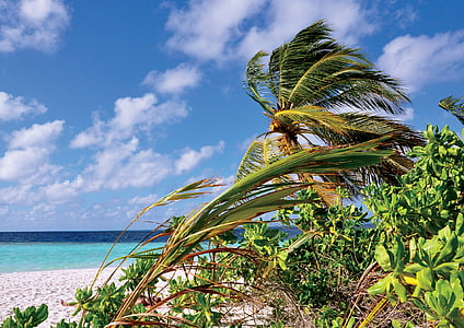 Malediwy, palmy, morze