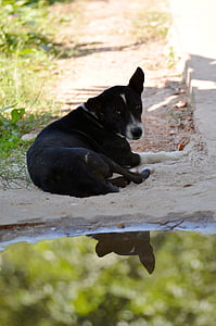 hond, water, spiegelen, triest, huisdieren, dier, buitenshuis