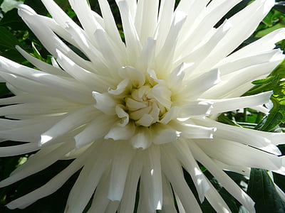 Kaktus-Dahlie, Dahlie Garten, Dahlie, Blume, Blüte, Bloom, weiß