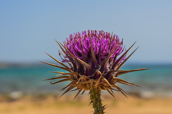 thistle, flower, plant, nature, weed, purple, blossom