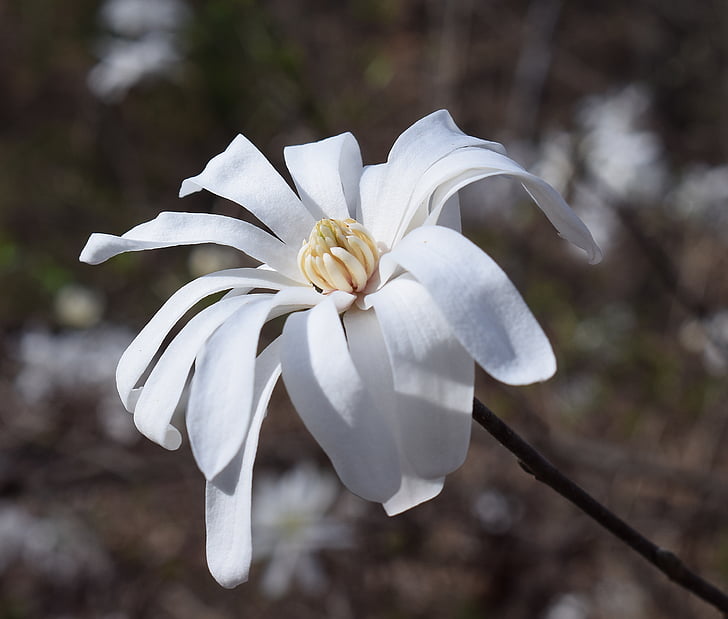 Star magnolia, Magnolia, puu, taim, Aed, loodus, kevadel