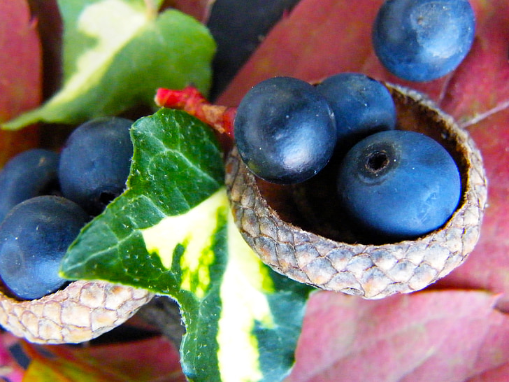 bogyók, kék, ősz, makró, Borostyán, dekoráció, gyümölcs