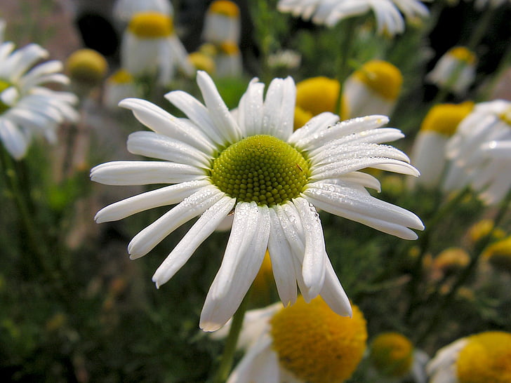Margarida, Branco, flor, Primavera, natureza, Verão, planta