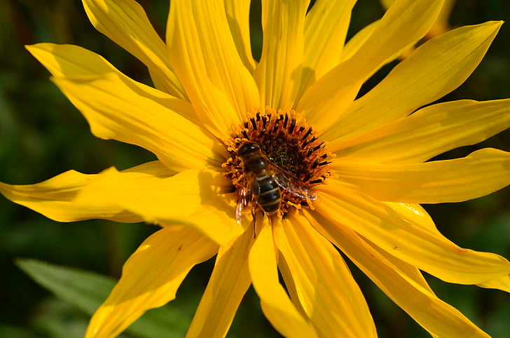 Blossom, blomst, blomst, anlegget, gul, Bee, insekt