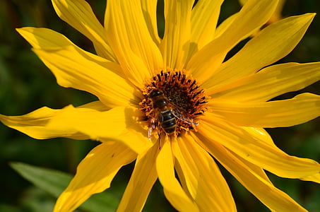 ดอก, บาน, ดอกไม้, โรงงาน, สีเหลือง, ผึ้ง, แมลง
