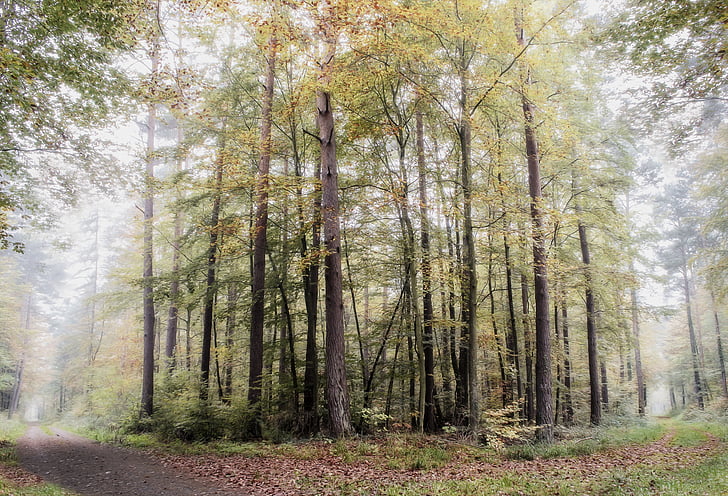 erdő, Pfalz, köd, reggel, természet, hangulat, táj