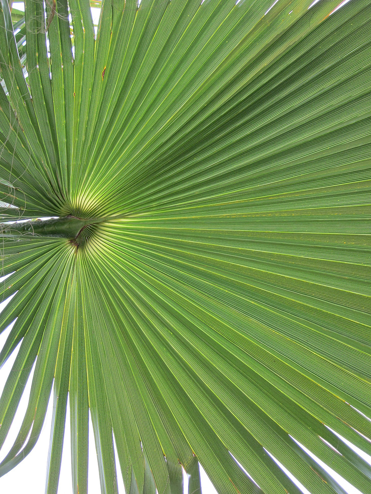 Kalifornian washingtonpalme, Palmu fronds, Palm, tausta, lehti, kasvi, Arecaceae