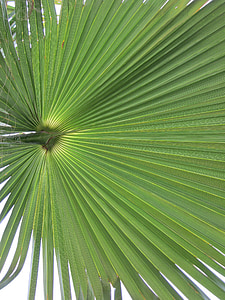 California washingtonpalme, palmiye yaprakları, Palm, arka plan, yaprak, bitki, palmiye