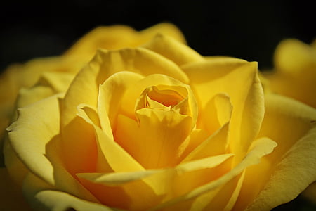 růže, žlutá, květ, květ, Bloom, závod, růže květ
