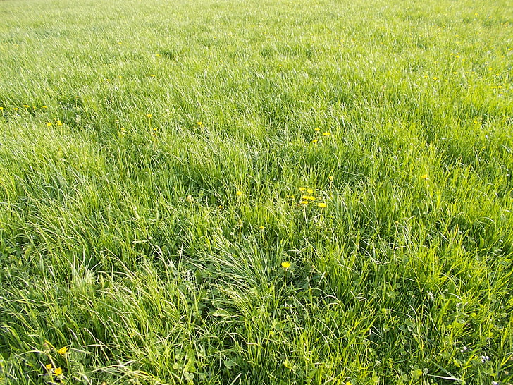 meadow, green, nature, grass, landscape, in the green