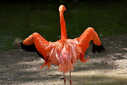 Flamingó, madár, színes, tierpark hellabrunn, München, egy állat, állati témák