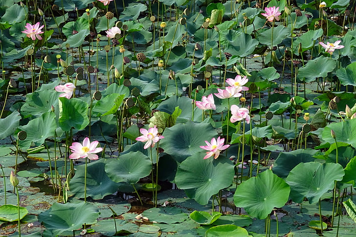 Lotus, růžová, květ, rybník, Bloom, květ, závod