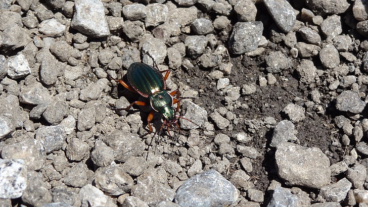 Beetle, insecte, animal, pierres
