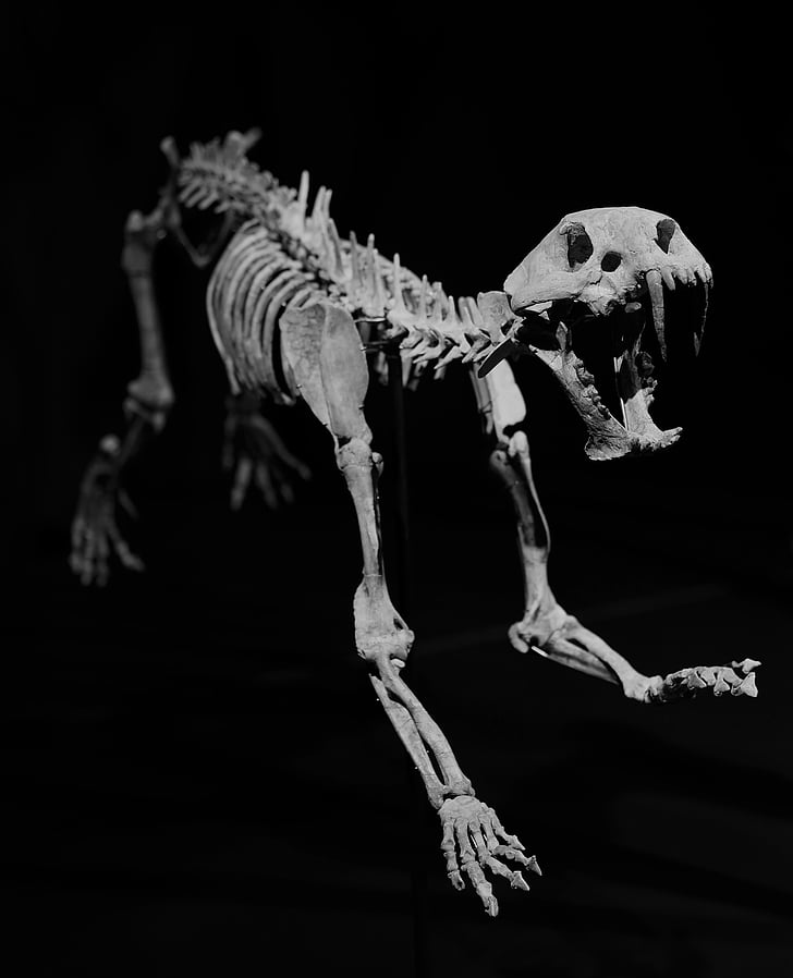 skeleton, fossil, sabre teeth, feline, teeth, carnivore
