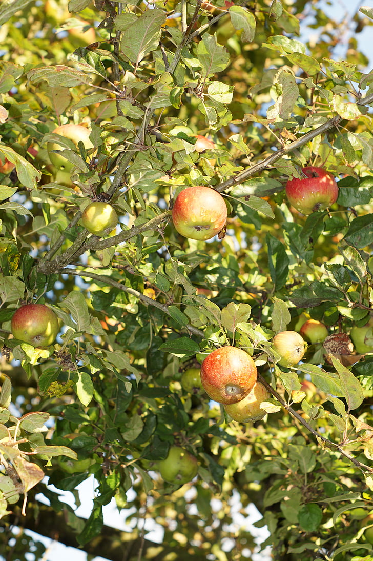 pommier, pomme, feuilles, fruits, en bonne santé, Frisch, automne