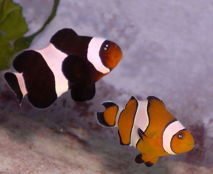 Clownfish, anemonefish, črna, oranžna, ribe, tropskih, plavanje