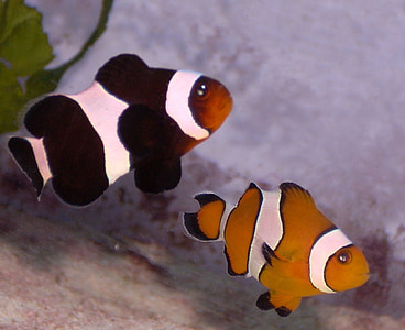 peixe-palhaço, anemonefish, preto, laranja, peixe, tropical, natação