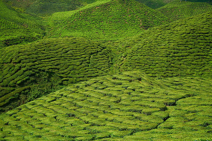 tea, plant, green, landscape, nature, peace, tea garden