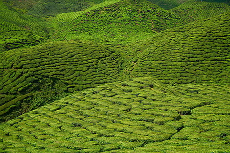 teh, tanaman, hijau, pemandangan, alam, perdamaian, kebun teh
