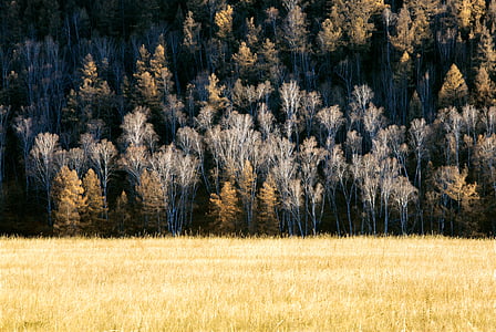 akhir musim gugur, hutan, padang rumput, Birch, pinus, desa Bogart, Mongolia
