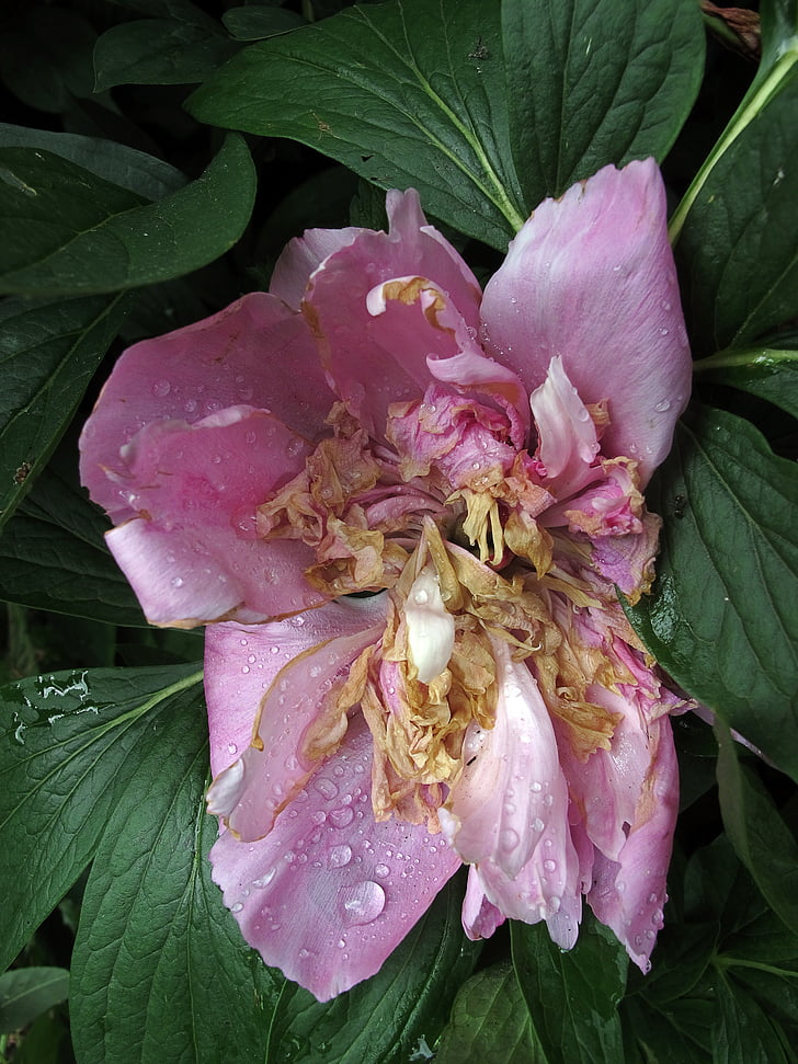 pentecost, peony, faded, drop of water, nature, flower, plant