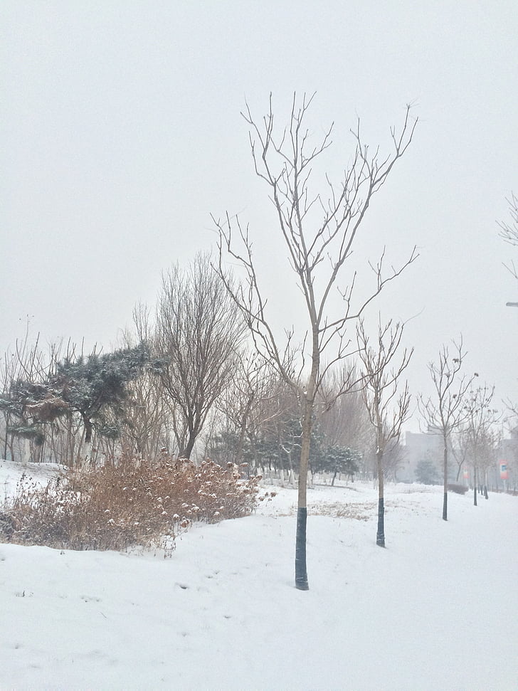 sneh, strom, scenérie, zimné, Príroda, Studená - teplota, vonku