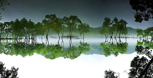 daechung, skogen, sjön, landskap, vatten, naturen, trä