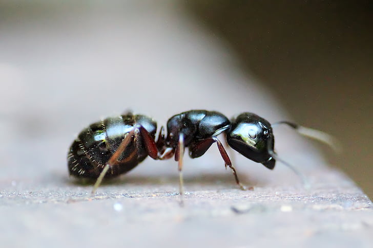 мравка, насекоми, животните, макрос, антена, борба с вредителите, колония