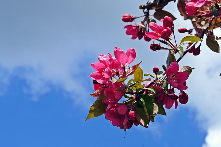 Pavasaris, ķiršu ziedu, rozā, debesis, daba, filiāle, koks