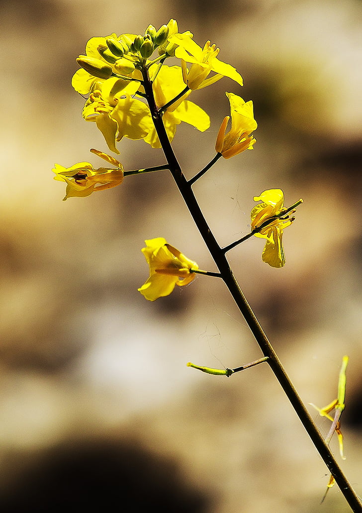 flower, yellow, nature, blossom, bloom, plant