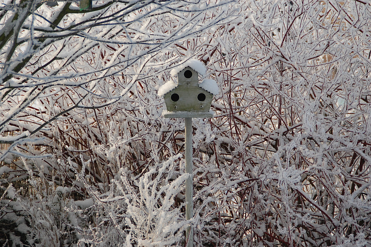 nest box, snow, winter, nature