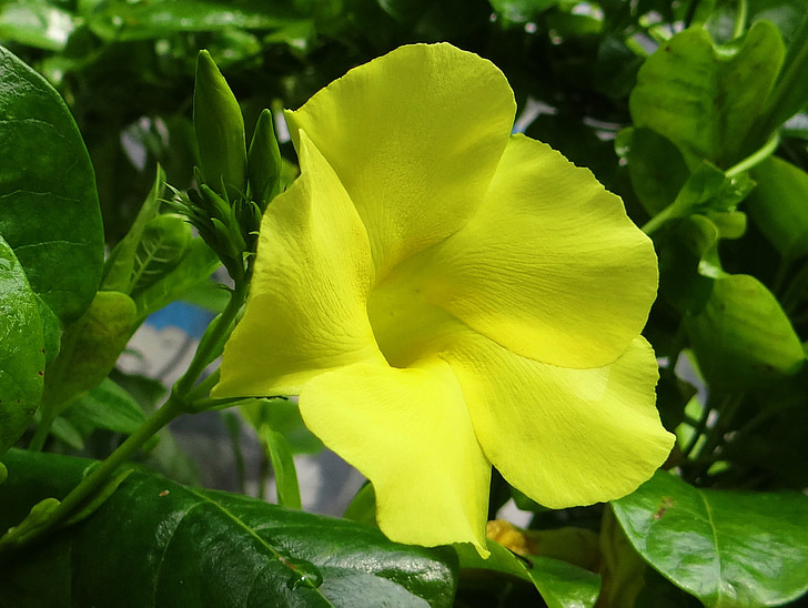 allamanda selvatico, mandevilla giallo, dipladenia giallo, urechites lutea, Apocynaceae, Allamanda, fiore