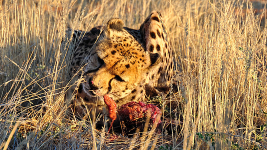 sepatu cheetah, Afrika, Namibia, alam, kering, Taman Nasional, hewan