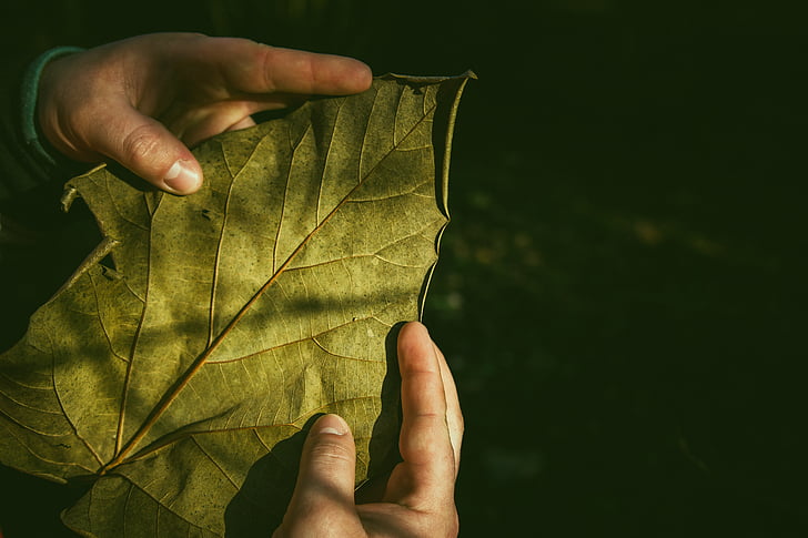 leaves, green, plant, people, hand, human body part, human hand