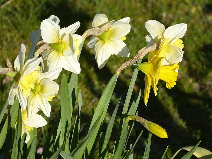 Narciso, flor, flor, amarelo, Narciso, Primavera, flor