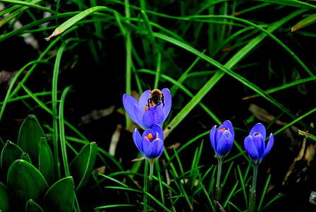 abeja, Crocus, flor, floración, azul, polinización, cerrar