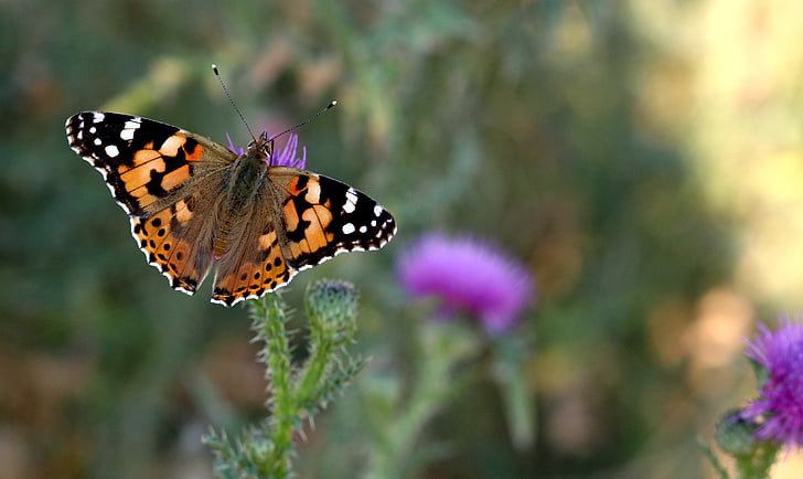 나비, 곤충, 식물, 자연, 날개, 착 색, 꽃