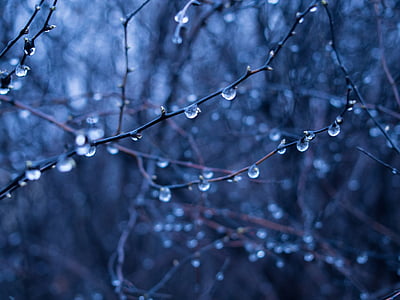 rain drops, wet, branches, trees, forest, woods, nature