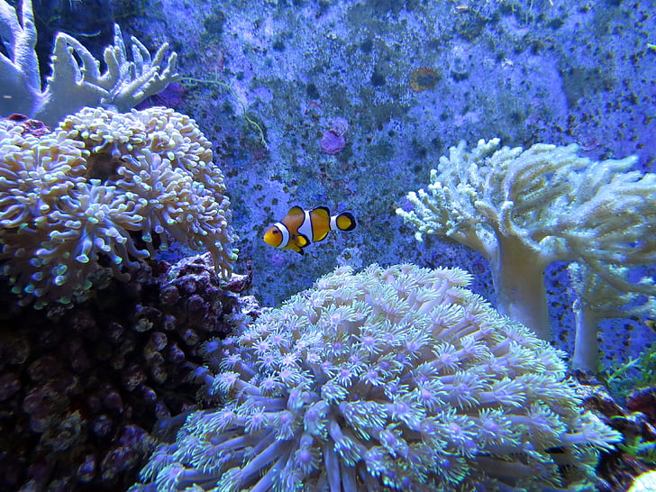 coral, coral reef, white dunga lee, tropical fish, in the sea, beauty