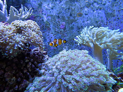 Coral, korallrev, hvit dunga lee, tropisk fisk, i havet, skjønnhet