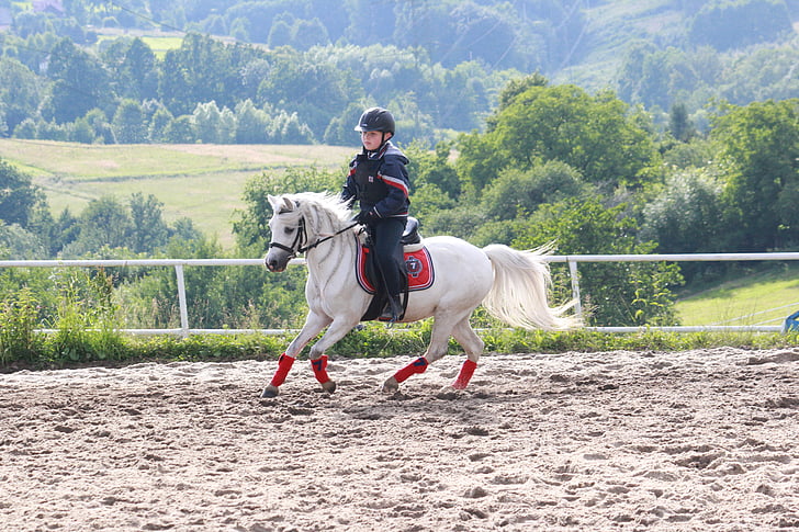 kůň, Pony, zvíře