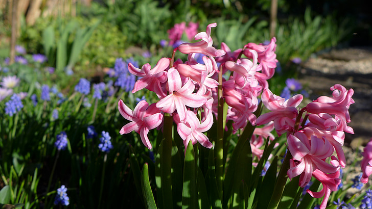 spring, garden hyacinth, blossom, bloom, garden, nature, close