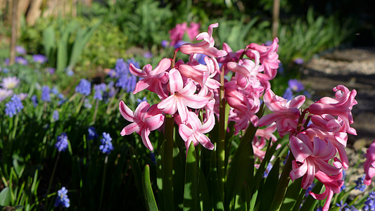 jaro, zahradní hyacint, květ, Bloom, zahrada, Příroda, Zavřít