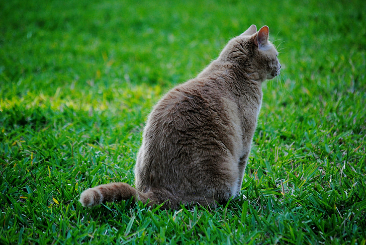 macska, macska, PET, fű, állat, hazai