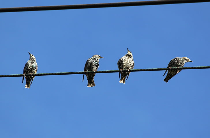 four, gray, thrush, bird, twig, wire, daytime