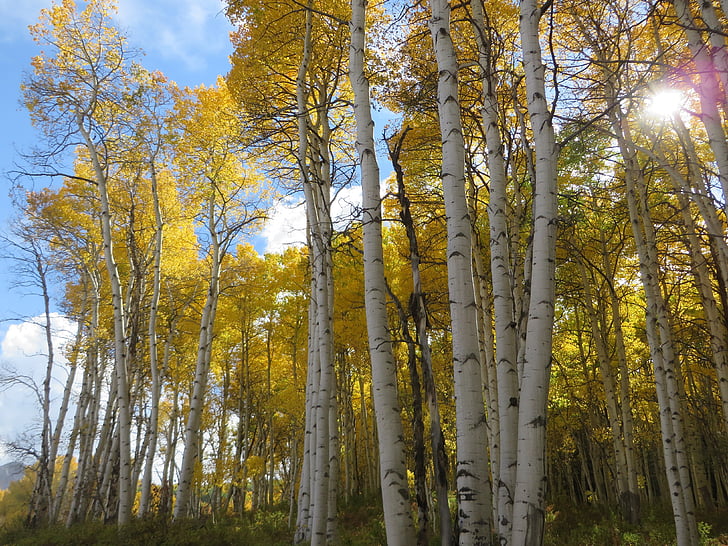 Aspen, drzewo, Colorado, upadek, lasu, jesień, naturalne