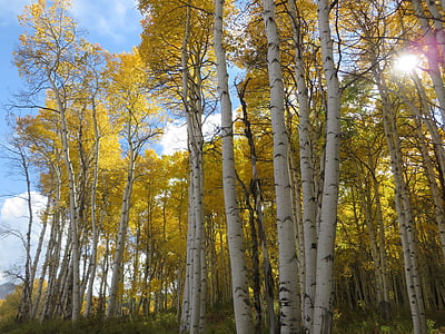 Aspen, strom, Colorado, na podzim, Les, podzim, přírodní