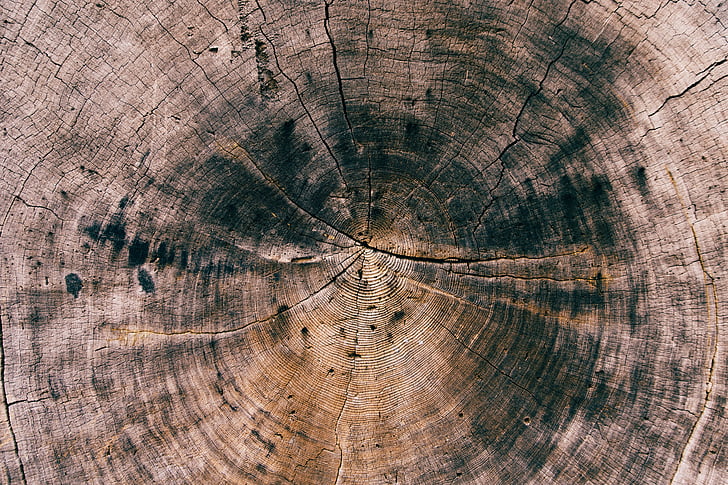 arbre, tronc, bois, nature, bois, texture, en bois