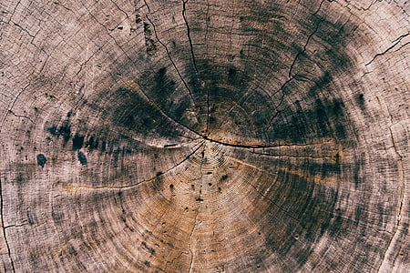 arbre, tronc, bois, nature, bois, texture, en bois