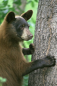 black bear, animal, tree, nature, outside, climbing, portrait
